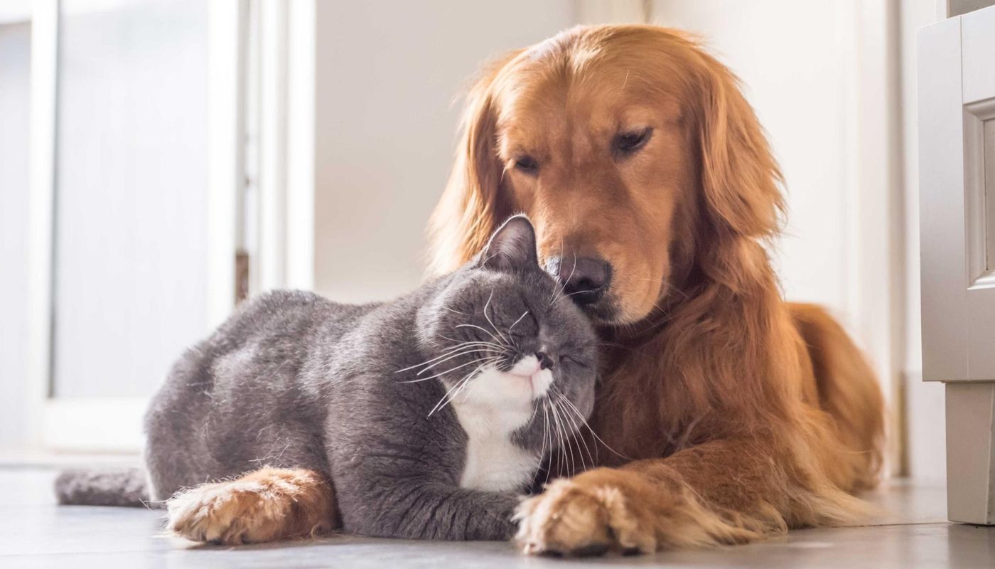 Cani e gatti