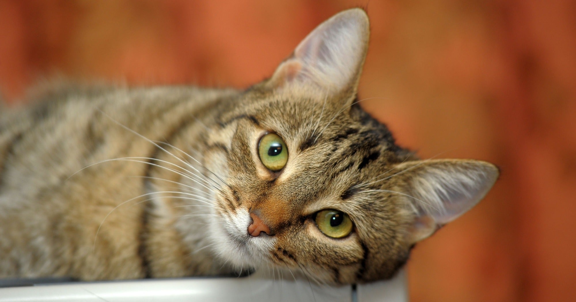 Shampoo secco per gatti