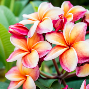 Esencia de lavado de orquídea amarasico