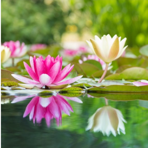 Amarasico orchid laundry essence